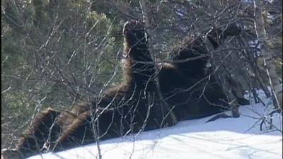 bébés ours, aperçus, Pyrénées, jouant dans la neige, Couserans, randonneurs, Pollen, Hvala, insolite, animaux,