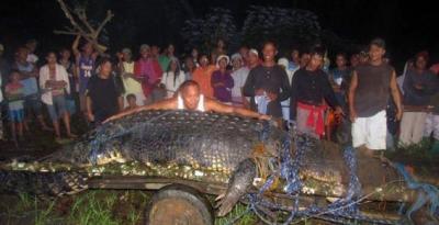 le plus grand, crocodile, insolite, capturé vivant, spécimen, attaqué du bétail, reptile, autorités, Guinness Book des records,