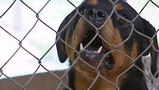 homme attaqué, grièvement blessé, deux rottweilers, Morbihan, pompiers, molosse, mordre, insolite, animaux