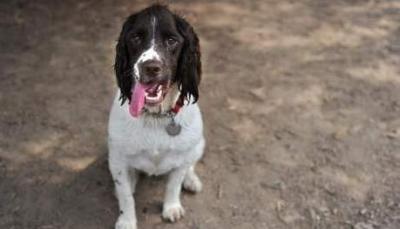 un chien a sauvé, une fille de 14 ans, viol, agence italienne Ansa, Milan, aboiements du chien, insolite, animaux,