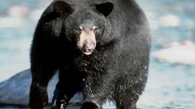 un homme dévoré, un ours noir, restes du corps, personne âgée, Colombie-Britannique, police, attaque, sergente Cheryl Simpkin-Works, mort, suspecte, insolite, animaux,