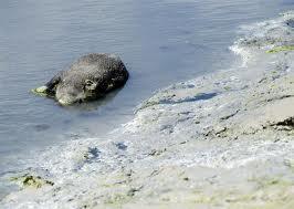 mystère, cadavres de sangliers, plages bretonnes, algues vertes, baie de st brieuc, eau infectée, plage de Morieux, insolite, animaux,