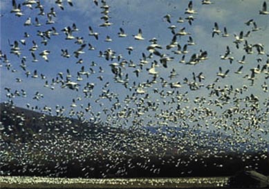 oiseaux attaquent une ville, Phénomène étrange, insolite, Houston, scène surnaturelle, phénomène étrange, mystérieux, Hitchcock, Les oiseaux, arbres, témoins, attaques, fous, sérieuses blessures,