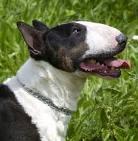 drame, fillette défigurée, bull terrier, chien, attaque, vétérinaire, catégorie, enfant, incroyable, Sécurité, maître, Dressage, animalerie, insolite,