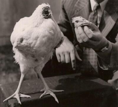 un poulet, vit sans tête, insolite, Mike, exécution, endormi, cou de poulet, caillot, incroyable,