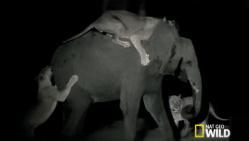 éléphant attaqué, par des lions, de nuit, attaquer, s'échapper, périr, vision nocturne, National Geographic, animaux, insolite,