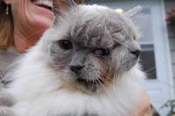 chat à deux visages, le plus vieux, insolite, Frank et Louie, chat à deux têtes, chat janus, Guiness World Record, divinité romaine, malformation,