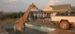 girafe, sauvetage, tombée dans une piscine, coincée, Angleterre, Lucy, plateau de tournage, incapacité, insolite, animaux,