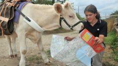 Hadrien, tour de France, avec sa vache, Camomille, insolite, Maine et Loire, agriculteurs bio, Charolaise, tenir en longe, parcourir à pied, 1200 km,