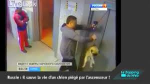 sauve un chien, ascenseur, insolite, carlin, Russie, les portes se referment, mésavanture, laisse coincée dans la porte,