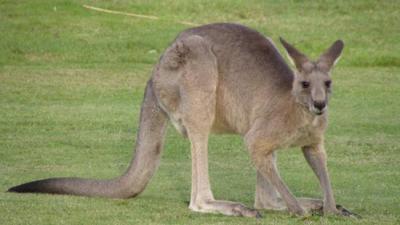 un kangourou attaque, Australienne de 94 ans, Phyllis Johnson, Queensland, marsupial, insolite, animaux,