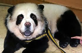 Le chien chow chow panda