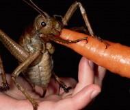 plus gros insecte, du monde, insolite, explorateur, gigantesque, Mark Moffett, envergure, grillon, espèce disparue, carotte, indigestion, Weta géant,