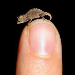 plus petit caméléon, Brookesia micra, chercheurs, 16 millimètres de long, vertébrés, animaux, insolite,