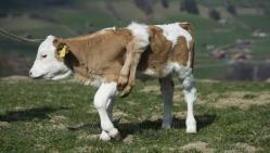 vache à 6 pattes, Suisse, insolite, veau, vétérinaire, animal, parfaite santé, malformation, Lilli, vache à lait,