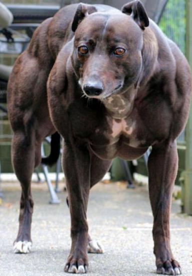 chien le plus musclé du monde, Wendy la Whippet, insolite, hypertrophie musculaire, problème génétique, musculature sur développée, régulateur de croissance, trouble de la myostatine, mutation du gêne,