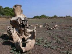 cimetière des éléphants, insolite, Afrique noire, rumeurs, mourir, lieu secret, restes, congénères, ivoire, nombreuses convoitises, traditions, mort, troupeau, ossements, éternité, sépulture ancestrale,