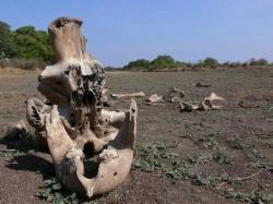 cimetière des éléphants, insolite, Afrique noire, rumeurs, mourir, lieu secret, restes, congénères, ivoire, nombreuses convoitises, traditions, mort, troupeau, ossements, éternité, sépulture ancestrale,