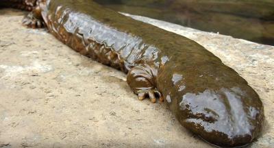 30 animaux, rares, étranges, insolite, cochon de mer, lézard Ajolote, Aye-Aye, géante Salamandre chinoise, bathynome géant, myxine, grenouille poilue, requin lutin, grenouille violette, carpe à la tête humaine,