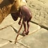 un chien, trouve, un bébé, dans une poubelle, insolite, ignoble, horrible, vivant, animaux, coeur, humain,
