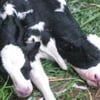 veau siamois, insolite, vache, veau à deux têtes, choc, donné naissance, agriculteur, deux cous, deux colonnes vertébrales, deux queues,