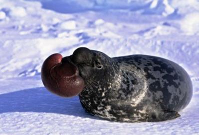 30 animaux, rares, étranges, insolite, cochon de mer, lézard Ajolote, Aye-Aye, géante Salamandre chinoise, bathynome géant, myxine, grenouille poilue, requin lutin, grenouille violette, carpe à la tête humaine,