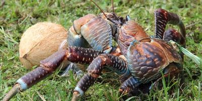 30 animaux, rares, étranges, insolite, cochon de mer, lézard Ajolote, Aye-Aye, géante Salamandre chinoise, bathynome géant, myxine, grenouille poilue, requin lutin, grenouille violette, carpe à la tête humaine,