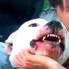 Kyle Dyer, se fait mordre, par un chien, direct à la TV, insolite, animatrice, urgences, points de sutures, Dogue Argentin, mordu au visage, animal, plateau télévisé, pompiers, lèv
