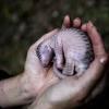 Pangolin