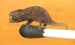 plus petit caméléon, Brookesia micra, chercheurs, 16 millimètres de long, vertébrés, animaux, insolite,