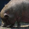 Un porc sauve la vie a sa maitresse