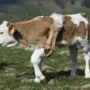 vache à 6 pattes, Suisse, insolite, veau, vétérinaire, animal, parfaite santé, malformation, Lilli, vache à lait,